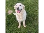 Adopt Tucker a White Golden Retriever / Mixed dog in Louisville, KY (41296003)
