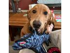 Adopt Mark a Brown/Chocolate - with White Golden Retriever dog in Louisville