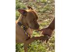 Adopt Freddy a Red/Golden/Orange/Chestnut Vizsla / Dogue de Bordeaux dog in