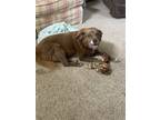 Adopt Sadie Girl a Australian Kelpie / Labrador Retriever / Mixed dog in
