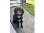 Adopt Sandy (S Puppies) a Black - with White Labrador Retriever / Shepherd