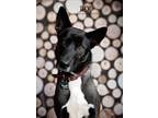 Adopt Thor a Black - with White Shepherd (Unknown Type) / Border Collie dog in