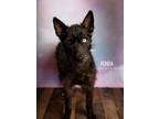 Adopt Ronda a Black - with White Schnauzer (Giant) dog in Littleton