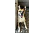 Adopt Mollie a Tan/Yellow/Fawn - with White Cattle Dog / Boxer dog in San Diego
