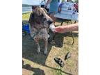 Adopt Beau a Great Dane dog in Albany, IL (39626106)