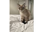 Adopt Puma a Tan or Fawn Tabby American Shorthair / Mixed (medium coat) cat in
