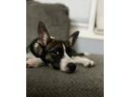 Adopt Bolto a Black - with White Husky / Mountain Cur / Mixed dog in Mt