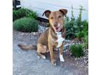 Adopt Ruby a Labrador Retriever / Australian Shepherd / Mixed dog in Little