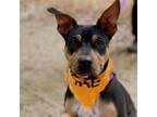 Adopt Candy Pup - Toblerone a Pit Bull Terrier / Shepherd (Unknown Type) / Mixed