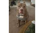 Adopt Kyro a Tan/Yellow/Fawn - with White Staffordshire Bull Terrier / Mixed dog