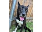 Adopt Lacy a Black - with White Australian Kelpie / Australian Cattle Dog /