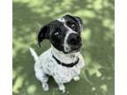 Adopt Odis a Catahoula Leopard Dog / Pointer / Mixed dog in Oceanside
