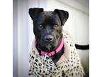 Adopt Shae a Pit Bull Terrier / Mixed dog in Vallejo, CA (40469941)
