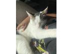 Adopt Milo a Black & White or Tuxedo American Shorthair / Mixed (short coat) cat
