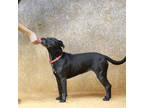Adopt Luna a Black Labrador Retriever / Mixed Breed (Medium) / Mixed (short