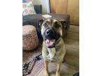 Adopt Brookie a Tan/Yellow/Fawn Black Mouth Cur / Mixed dog in Tracy