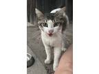 Adopt Moo a Tortoiseshell Japanese Bobtail / Mixed (medium coat) cat in Buena