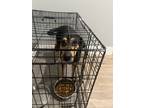 Adopt Vixen a Brown/Chocolate - with Black Doberman Pinscher / Mixed dog in