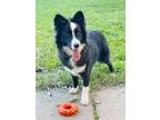 Adopt Lizzo a White - with Black Border Collie / Mixed dog in Stockton