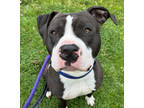 Adopt Tuna a Black American Pit Bull Terrier / Mixed Breed (Medium) / Mixed