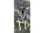 Adopt Chase Aka Rohan a German Shepherd Dog / Mixed dog in Tulare, CA (41341366)
