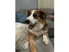 Adopt Jovie a Tricolor (Tan/Brown & Black & White) Australian Shepherd / Mixed