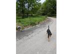 Adopt Roxy a Black - with Tan, Yellow or Fawn Boxer / Rottweiler / Mixed dog in