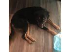 Adopt Sugar a Black - with Tan, Yellow or Fawn Golden Retriever / Norwegian