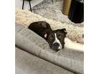 Adopt Thelma a Mixed Breed (Large) / Mixed dog in New York, NY (40509600)