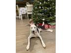 Adopt Ragnar a White - with Black Mutt / Mixed dog in Burleson, TX (41341265)