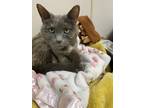 Adopt Kitty a Domestic Shorthair / Mixed cat in Columbus, OH (40989936)