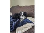 Adopt Freya a Black - with White Australian Shepherd / Papillon / Mixed dog in