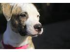 Adopt Cinnamon a Brindle - with White Mutt / Mixed dog in Visalia, CA (40513075)