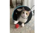 Adopt Noodle a Orange or Red (Mostly) American Shorthair / Mixed (short coat)