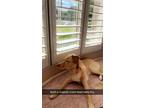 Adopt Francis a Tan/Yellow/Fawn Brittany / Labrador Retriever / Mixed dog in