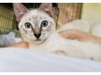 Adopt Minka a Cream or Ivory (Mostly) Siamese (short coat) cat in Davis