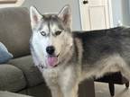 Adopt Kramer a Siberian Husky / Mixed Breed (Medium) / Mixed dog in Alexandria