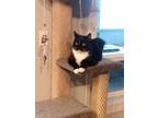 Adopt Rocket a Black & White or Tuxedo Domestic Shorthair / Mixed (medium coat)