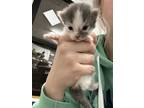 Adopt Dijon a White Domestic Mediumhair / Mixed Breed (Medium) / Mixed (medium