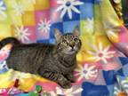 Adopt Wishbone a All Black Domestic Shorthair / Mixed Breed (Medium) / Mixed