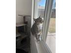 Adopt Tabby a Gray or Blue (Mostly) Tabby / Mixed (short coat) cat in El Centro