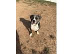 Adopt Honcho a Brindle American Staffordshire Terrier / American Pit Bull