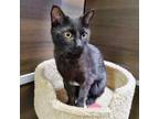 Adopt Duncan Rainbow a All Black Bombay / Mixed (short coat) cat in Chandler