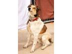 Adopt Django a White - with Red, Golden, Orange or Chestnut Australian Cattle