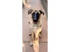 Adopt Rune a Brown/Chocolate - with Black German Shepherd Dog / Chow Chow /