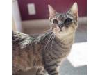 Adopt Trina a Brown Tabby Domestic Shorthair / Mixed (short coat) cat in