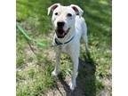 Adopt Nova a White American Pit Bull Terrier / Mixed dog in Windsor
