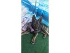 Adopt Abigail a Belgian Malinois / Mixed dog in Portland, OR (41243598)