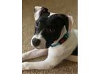 Adopt Alfie in Richmond VA a Black - with White Pit Bull Terrier / Dalmatian /