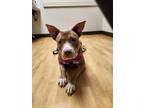 Adopt Velma a American Pit Bull Terrier dog in Little Chute, WI (41340913)